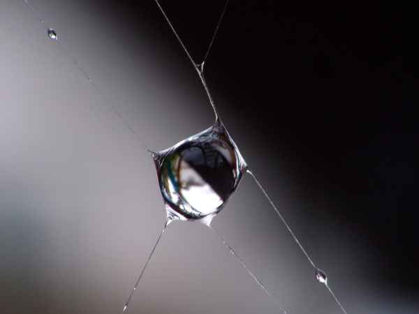  Tropfen im Spinnennetz