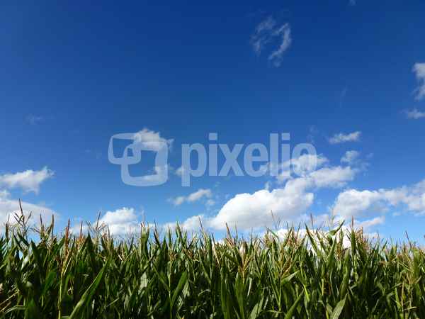 Maisfeld gegen Himmel