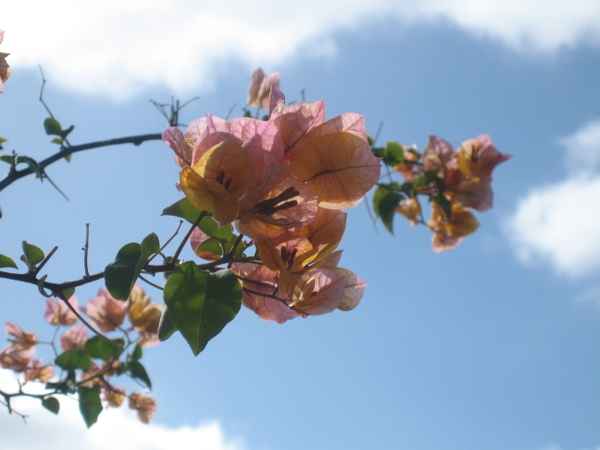 Bougainvillea07