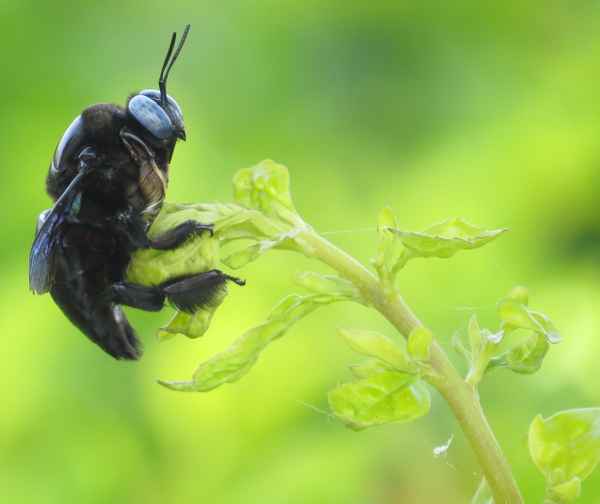 Augen, nichts als Augen