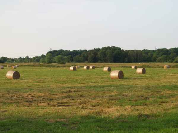 Heurollen in der Abendsonne