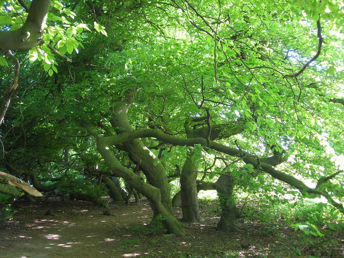 "Teufelsholz 1"