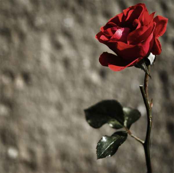 ROT