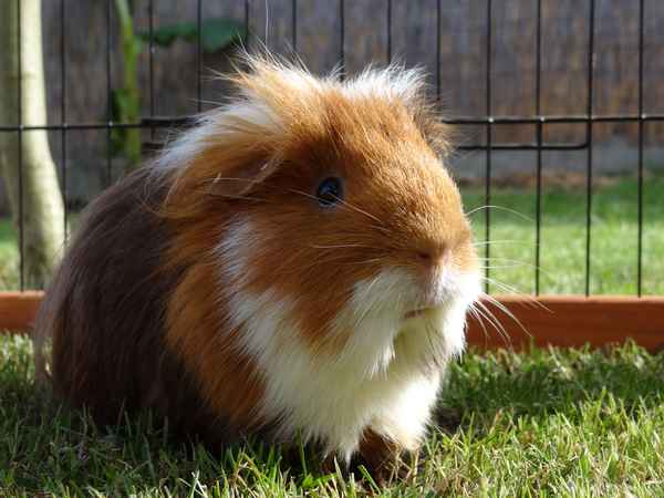 Meerschwein