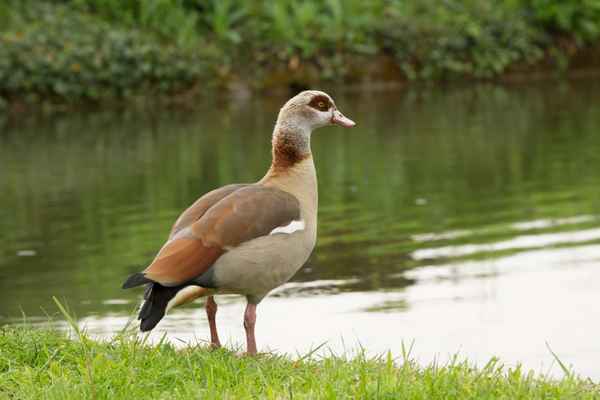 Nilgans