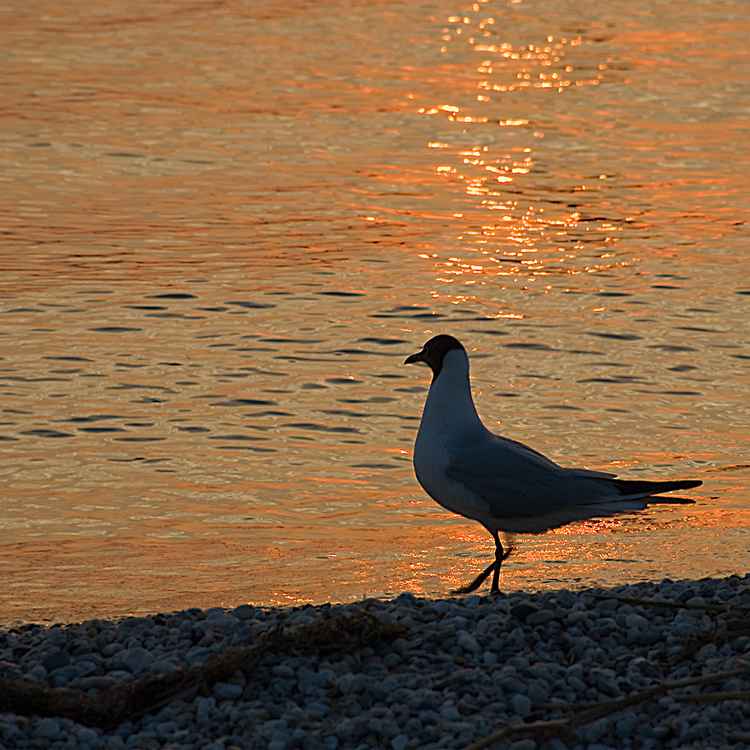 Einsam am Strand