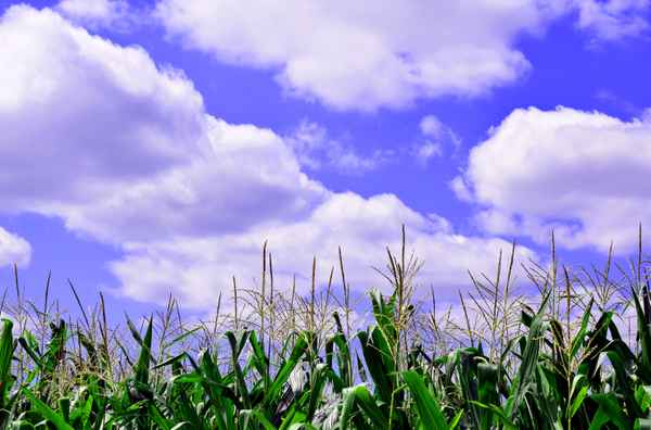 Landwirtschaft am Stadtrand