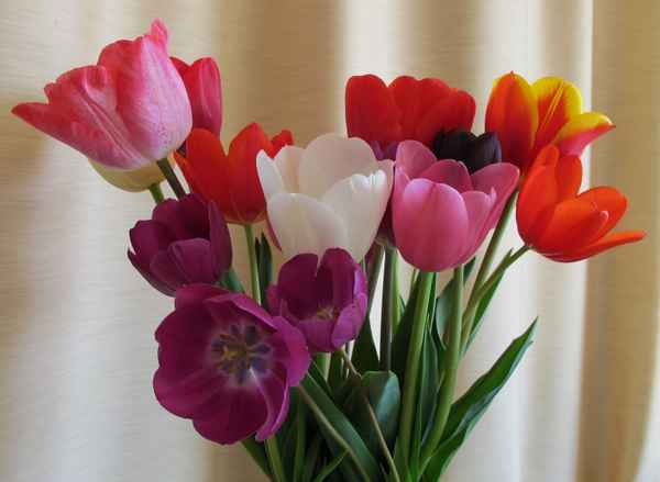 Tulpen-Mix