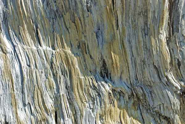 Textur versteinertes Holz