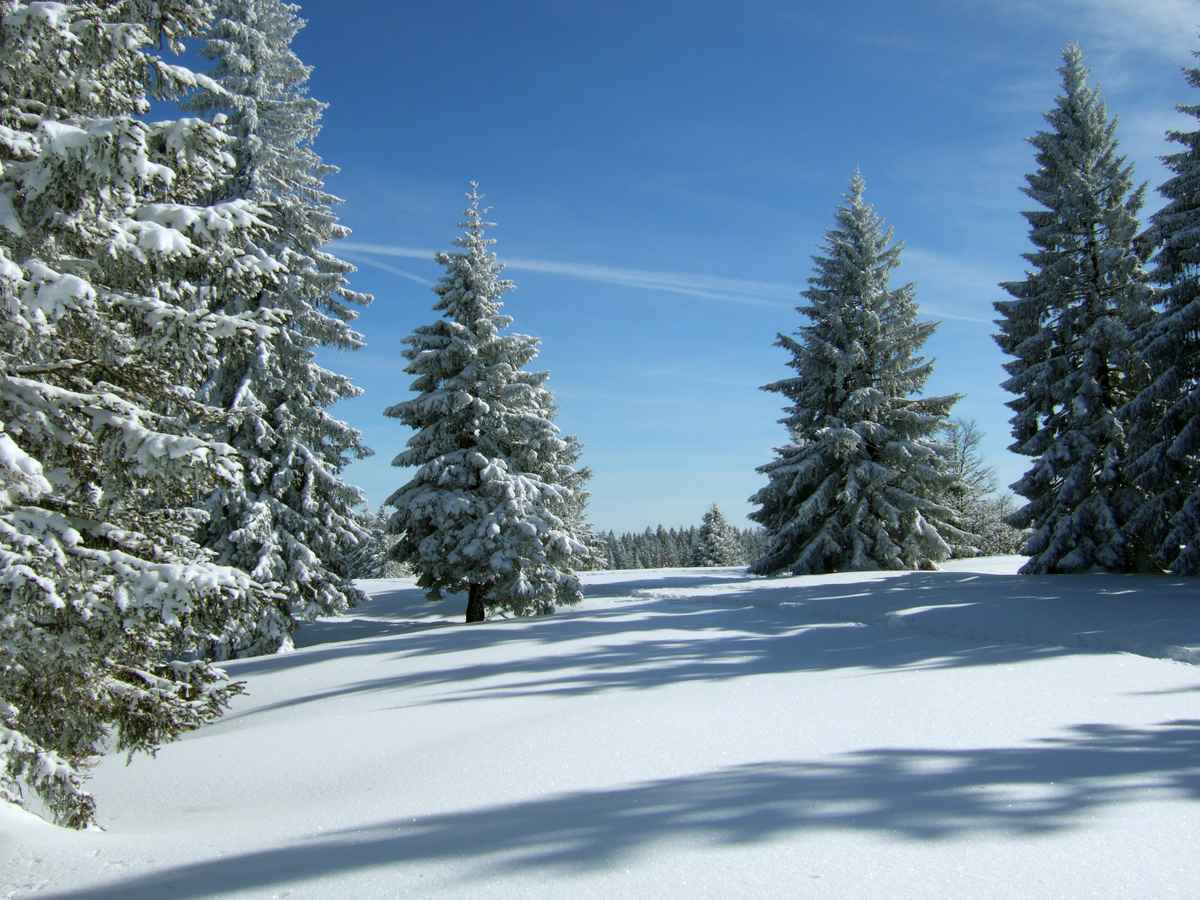 Verschneite Tannen unter blauem Himmel_2
