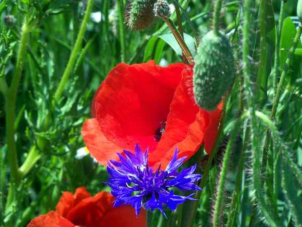 Rot/blau/grün-herrliche Natur!