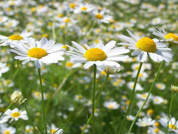 Kamillenduft liegt in der Luft_2