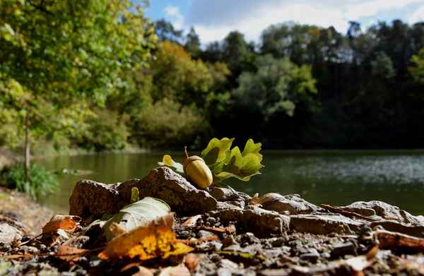 Herbst am See