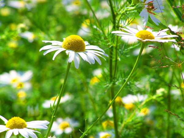 Kamillenduft liegt in der Luft