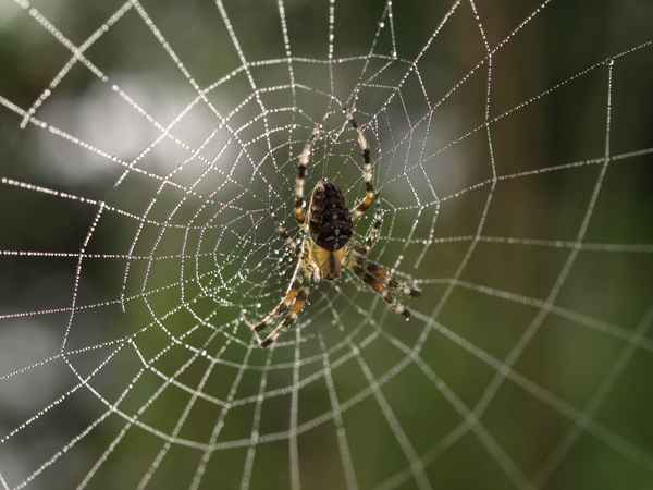 spiderwoman bei der arbeit