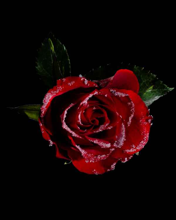 rote Rose