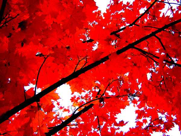 Roter Oktober 5
