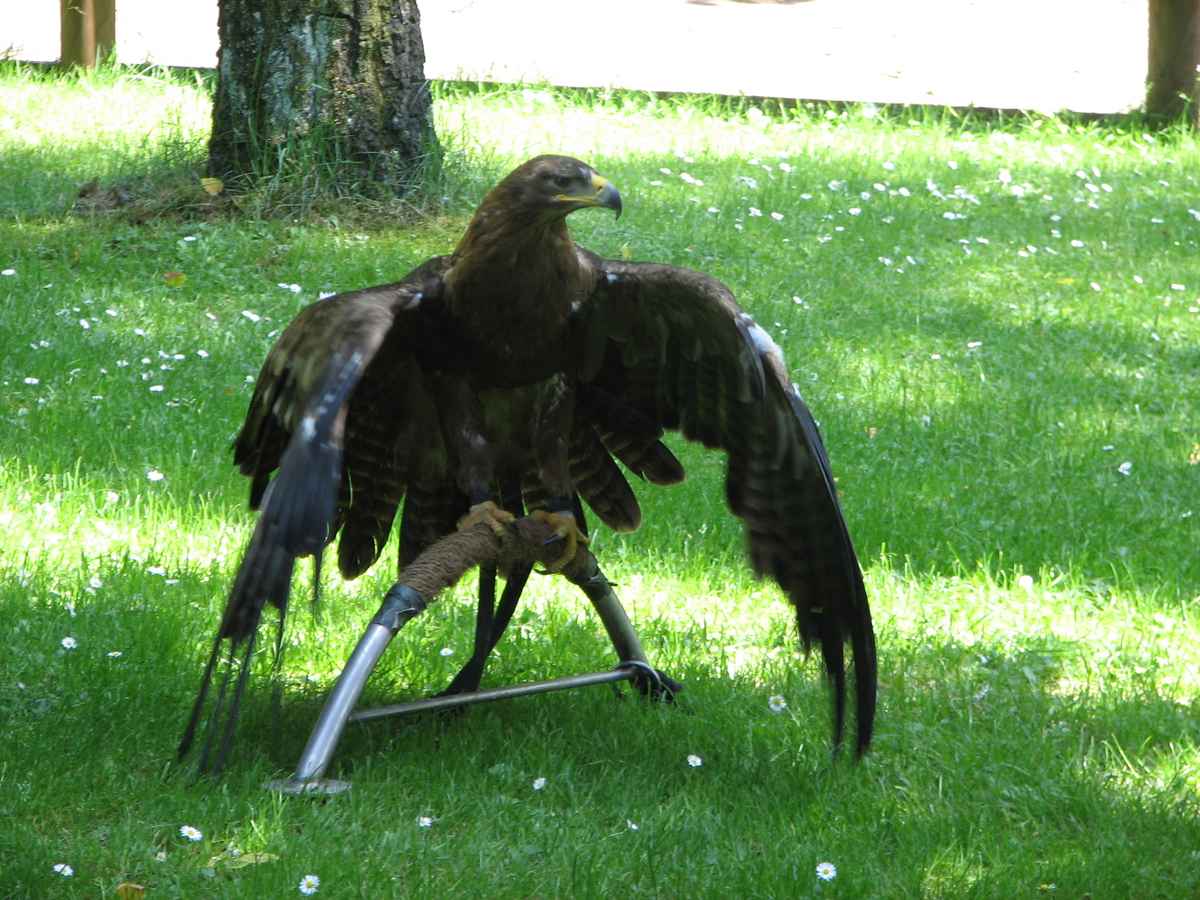Greifvogelstation Hellenthal - Steinadler