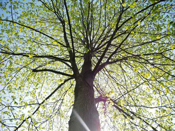 linde im frühlingskleid