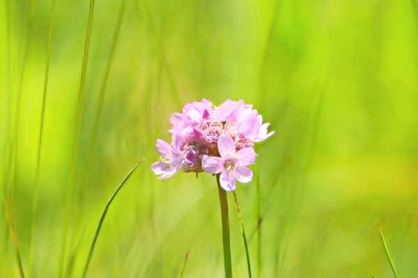 Grasnelke (Armeria maritima)