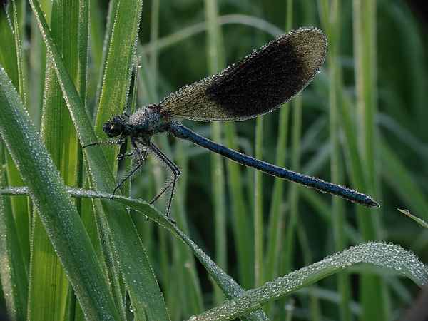 Blaue Libelle im Morgentau