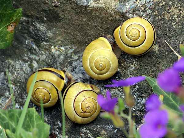 Schnecken Frühlingsgefühle