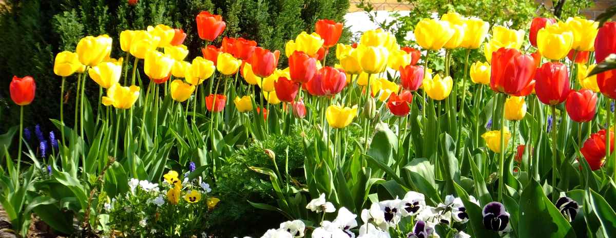 Tulpenblüten, gemischt