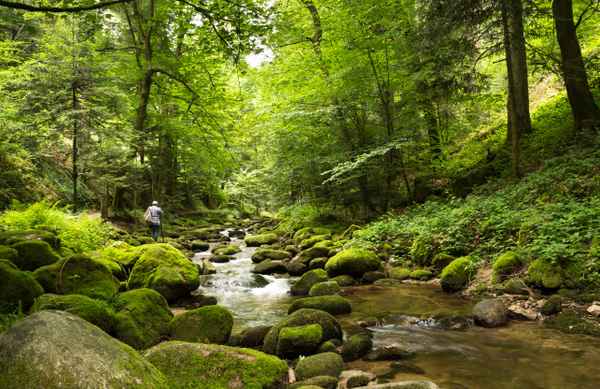 im grünen Tal ...8...