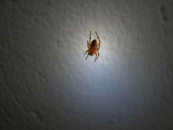 Spinne am Morgen....