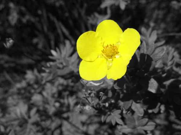 Blüte in der Hecke