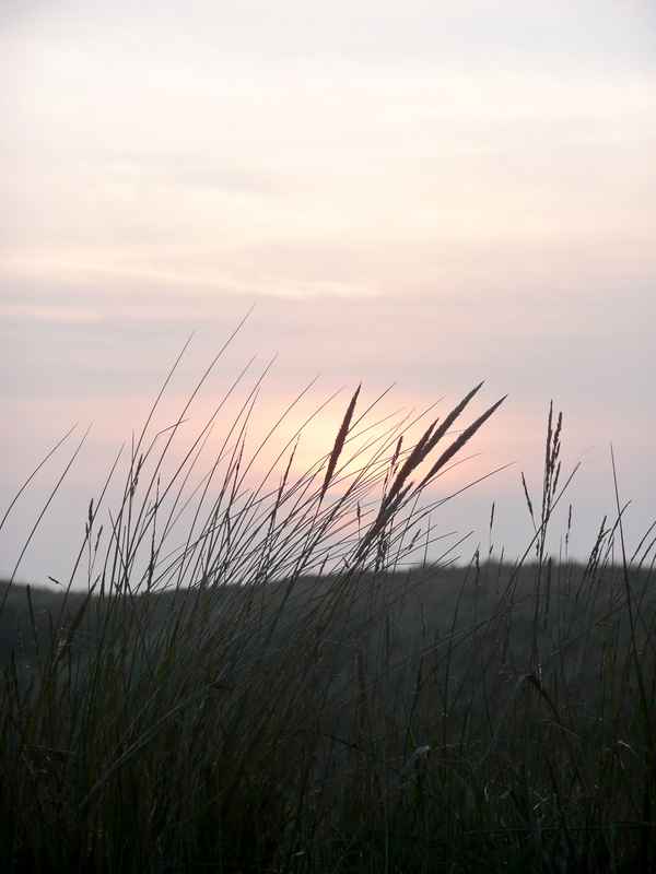 Strandhafer