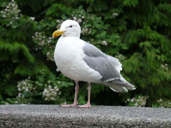 sieh mich an