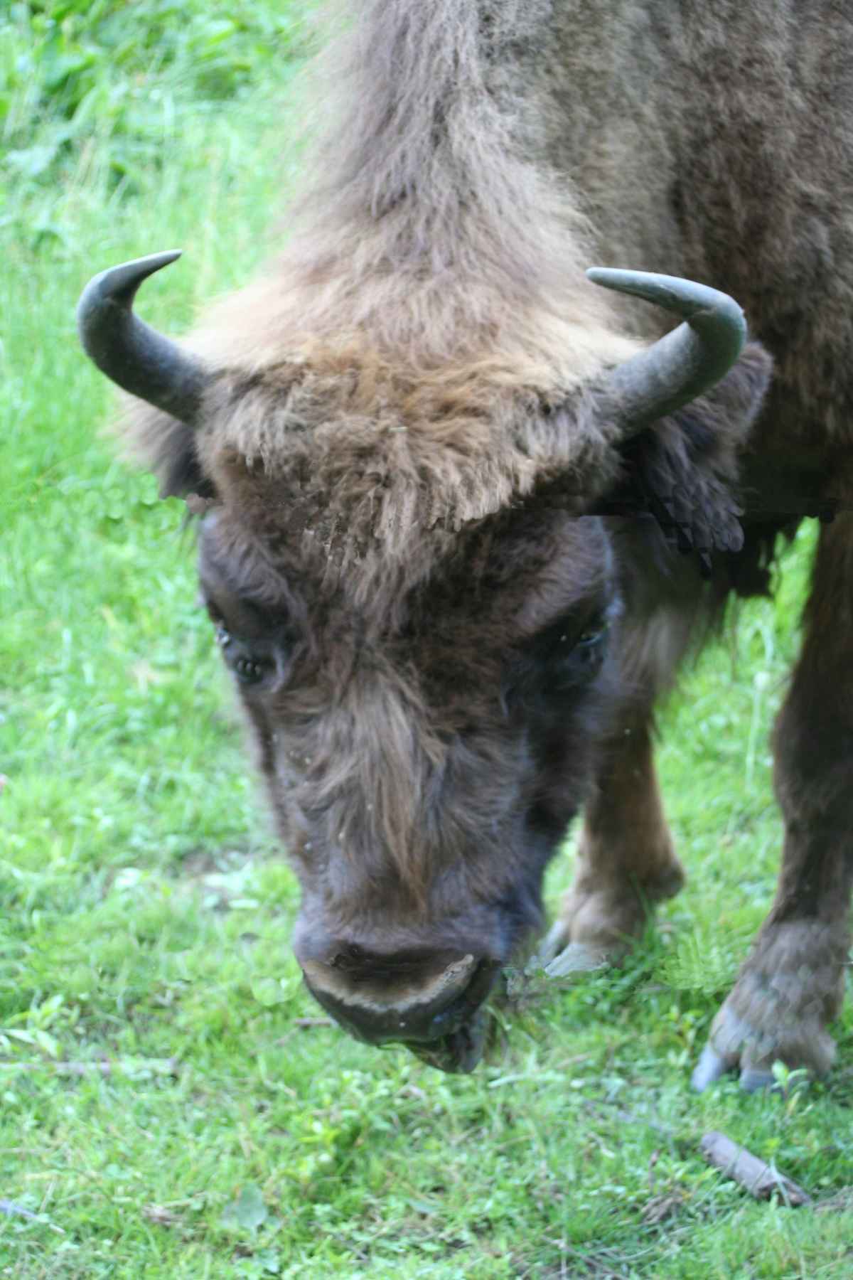 da möchte man am liebsten kraulen...