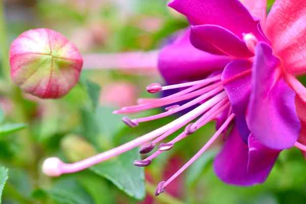 Fuchsie