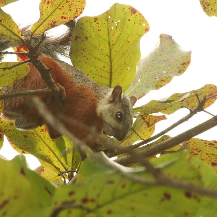 Hörnchen 1