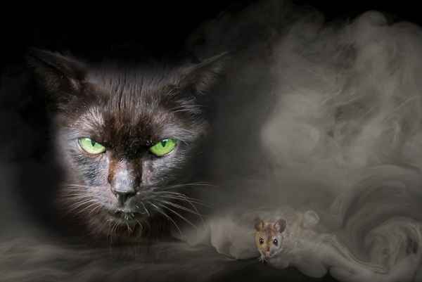 Tierische Freunde ....