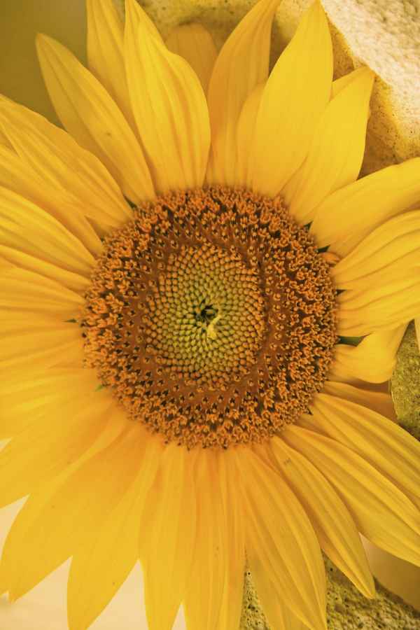 Sonnenblume