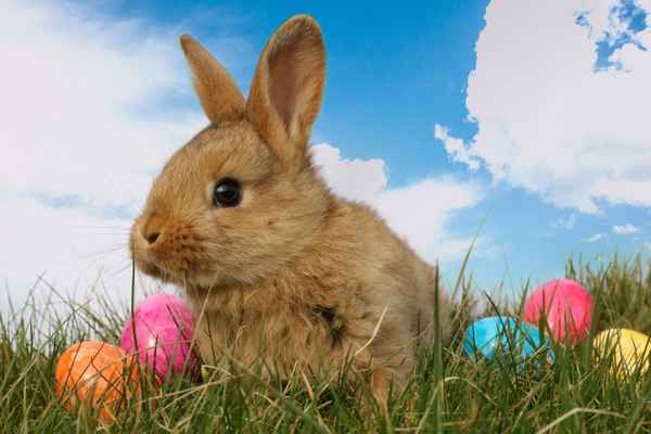 Osterhase und Ostereier