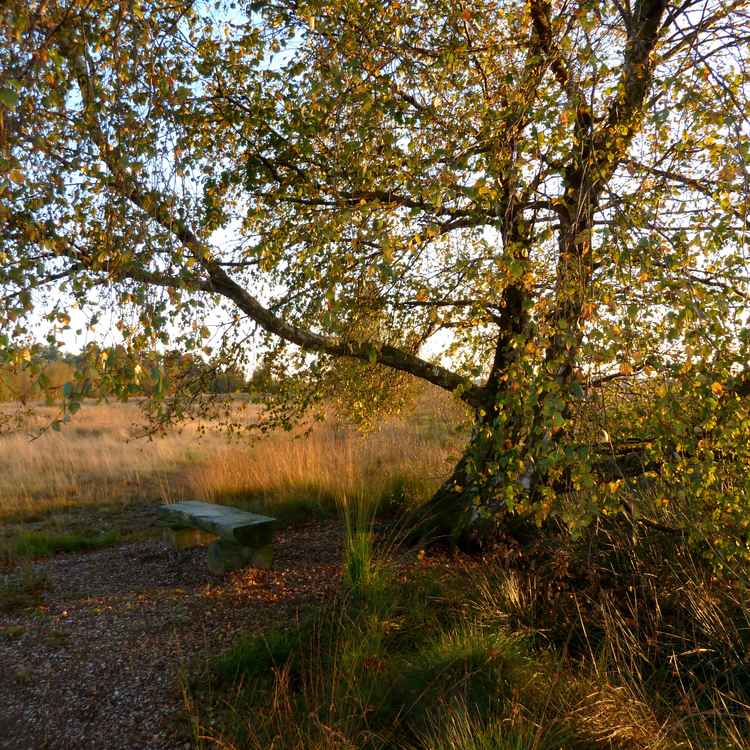 Schlichte Bank am Moor