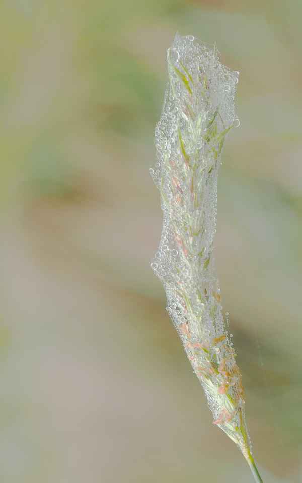 kunstobjekt der natur 2