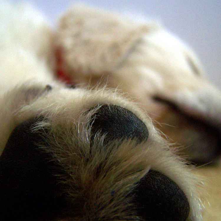 Wecke keine schlafenden Hunde