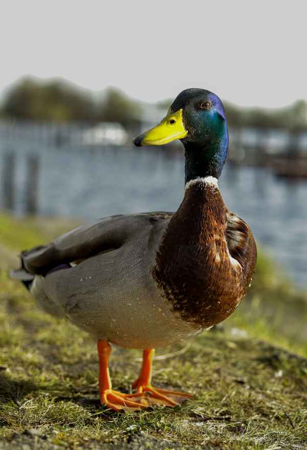 Mister Mallard