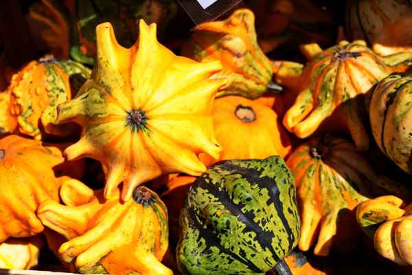 herbstzeit-kürbiszeit