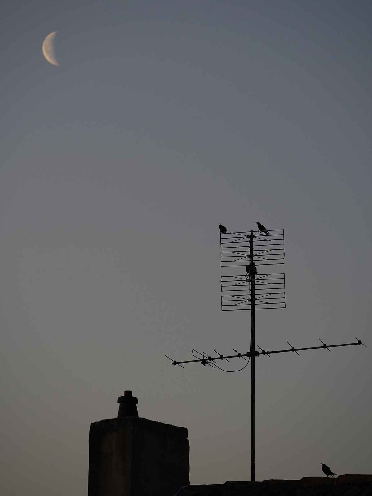 Antennengezwitscher am Morgen