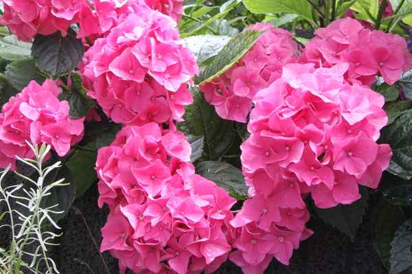 Bauernhortensie Rot