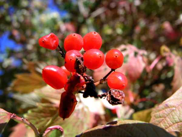 Früchte des Herbstes 2