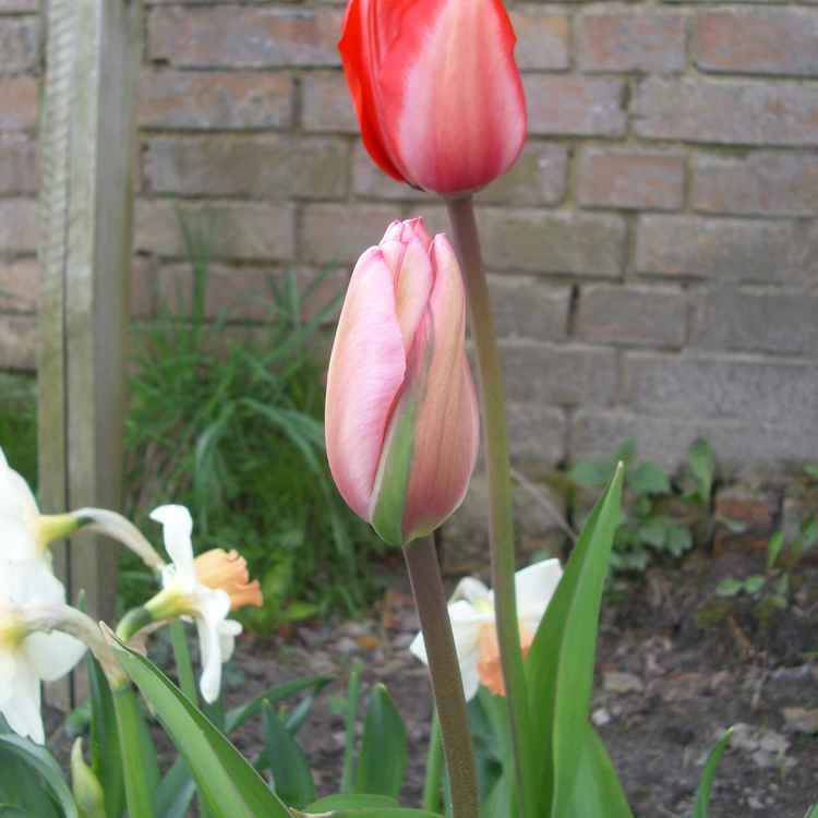 Tulpen