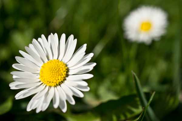 Gänseblümchen