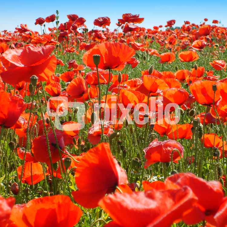 Mohnblumen