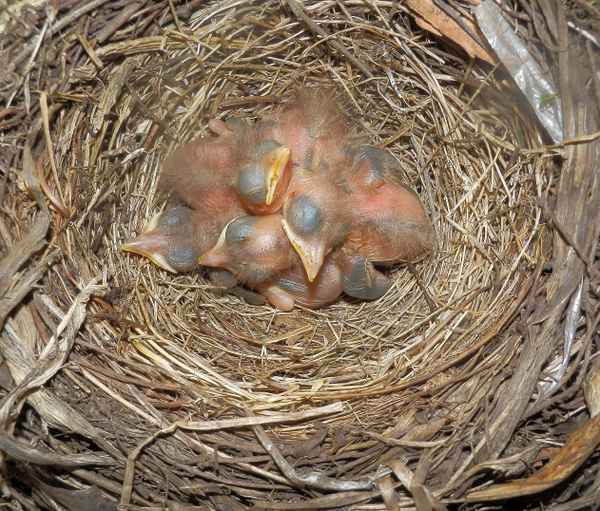 Leider nur 2 Tage alt geworden